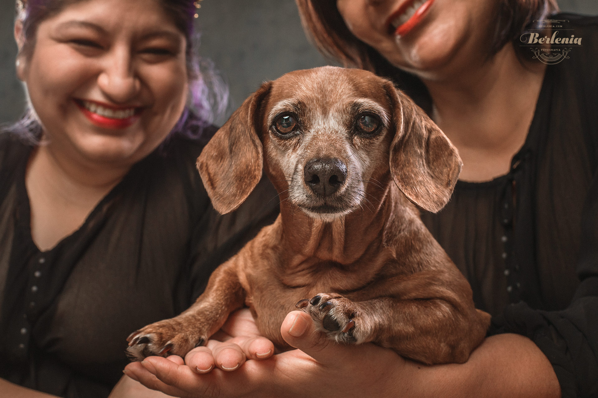 Sesión de fotos de perro salchicha - Fotografía de mascotas - Villa Urquiza, CABA, Buenos Aires, Argentina - Berlenia Fotografía - 14