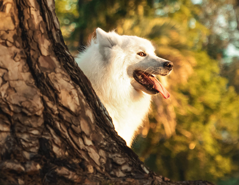 Sesión de fotografía de perro samoyedo en exterior, Villa Urquiza, CABA, Buenos Aires, Argentina