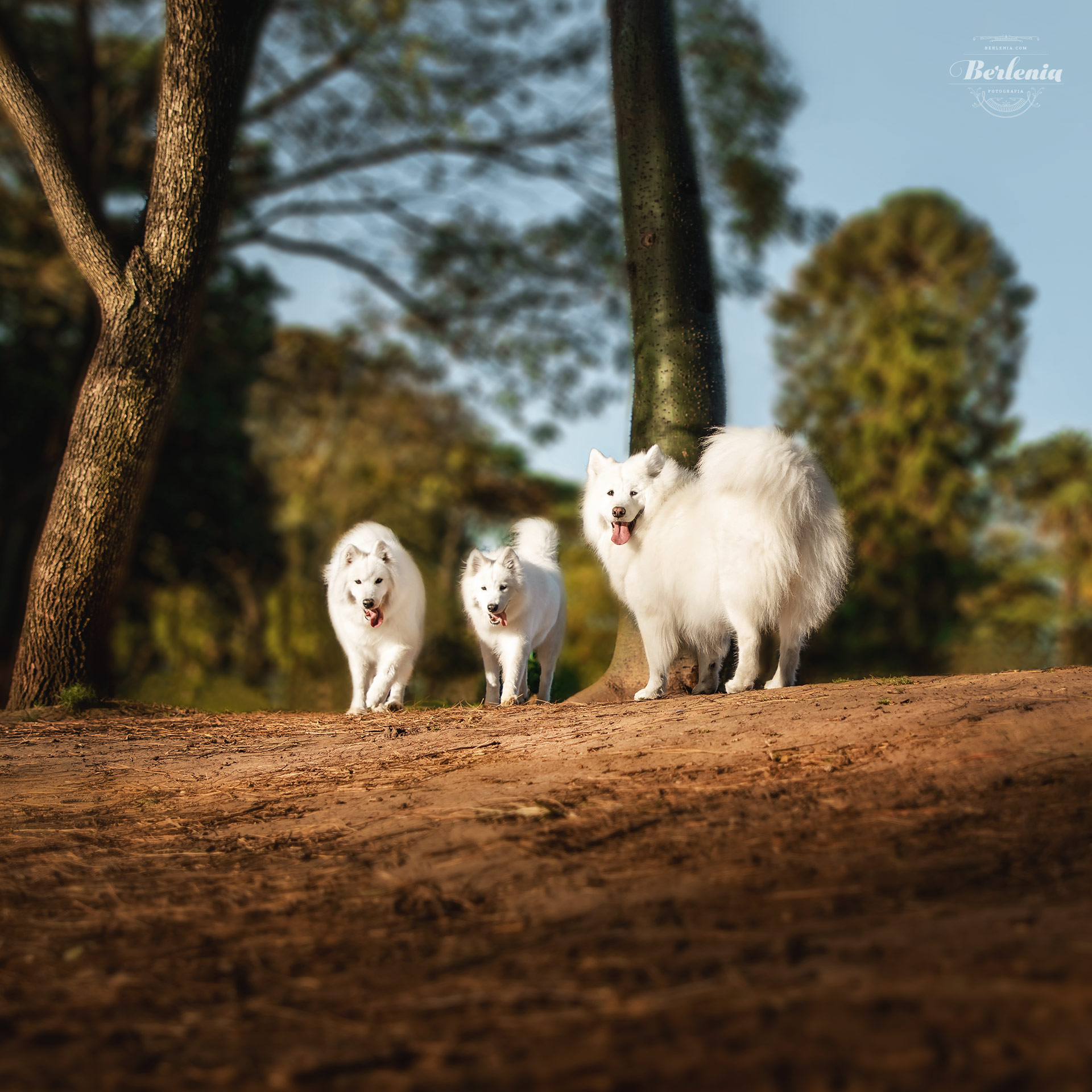 Sesión de fotos de perro samoyedo - Fotografía de mascotas - Villa Urquiza, CABA, Buenos Aires, Argentina - Berlenia Fotografía - 01