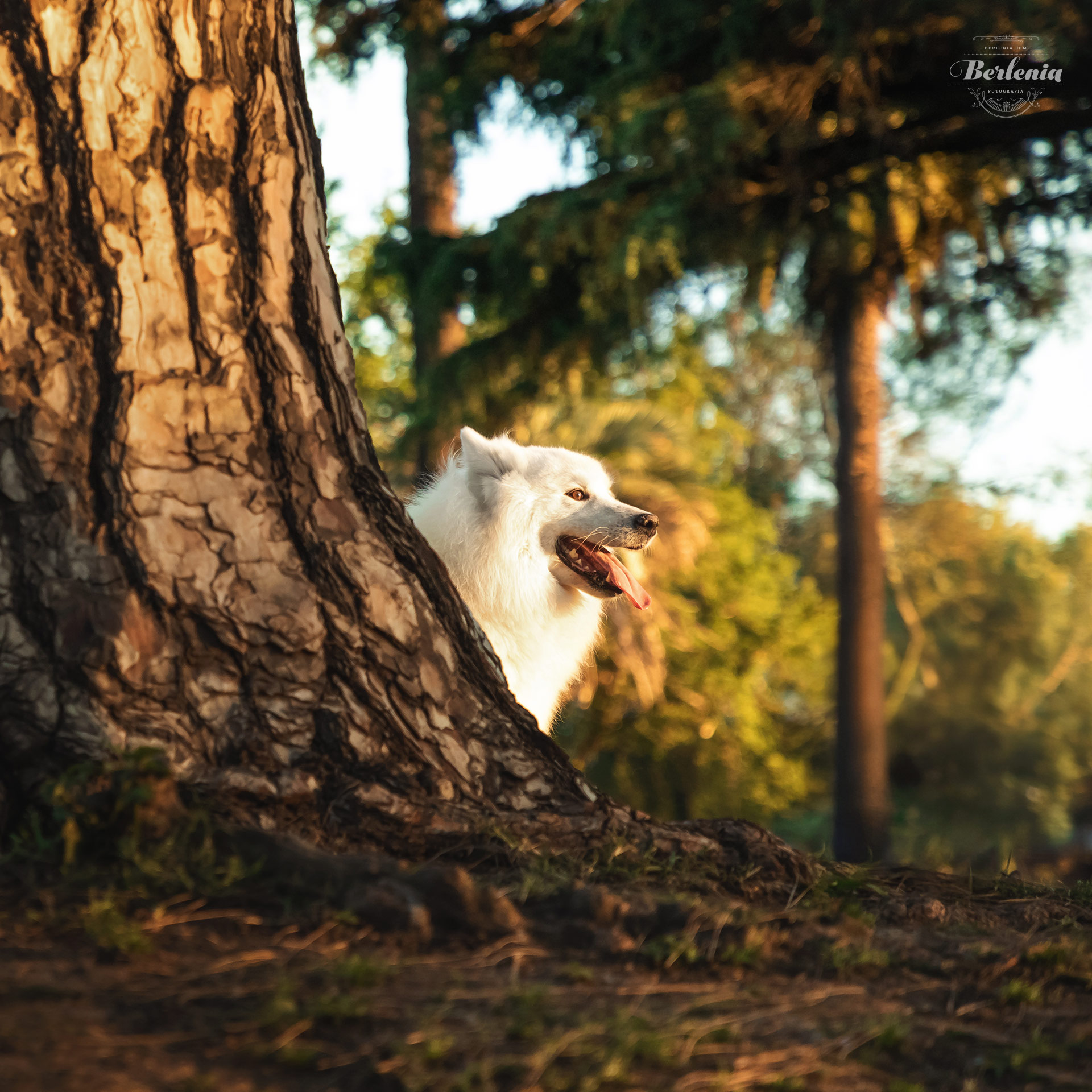 Sesión de fotos de perro samoyedo - Fotografía de mascotas - Villa Urquiza, CABA, Buenos Aires, Argentina - Berlenia Fotografía - 02