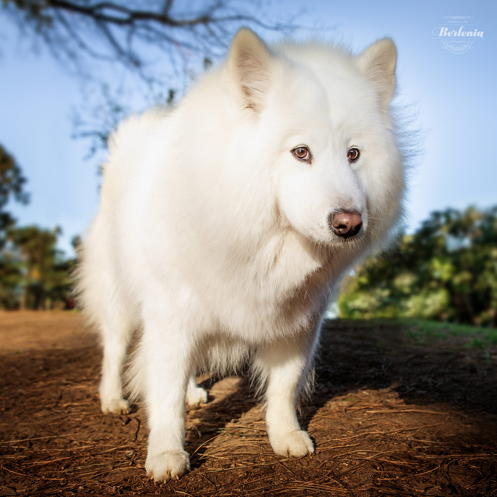 Sesión de fotos de perro samoyedo - Fotografía de mascotas - Villa Urquiza, CABA, Buenos Aires, Argentina - Berlenia Fotografía - 03