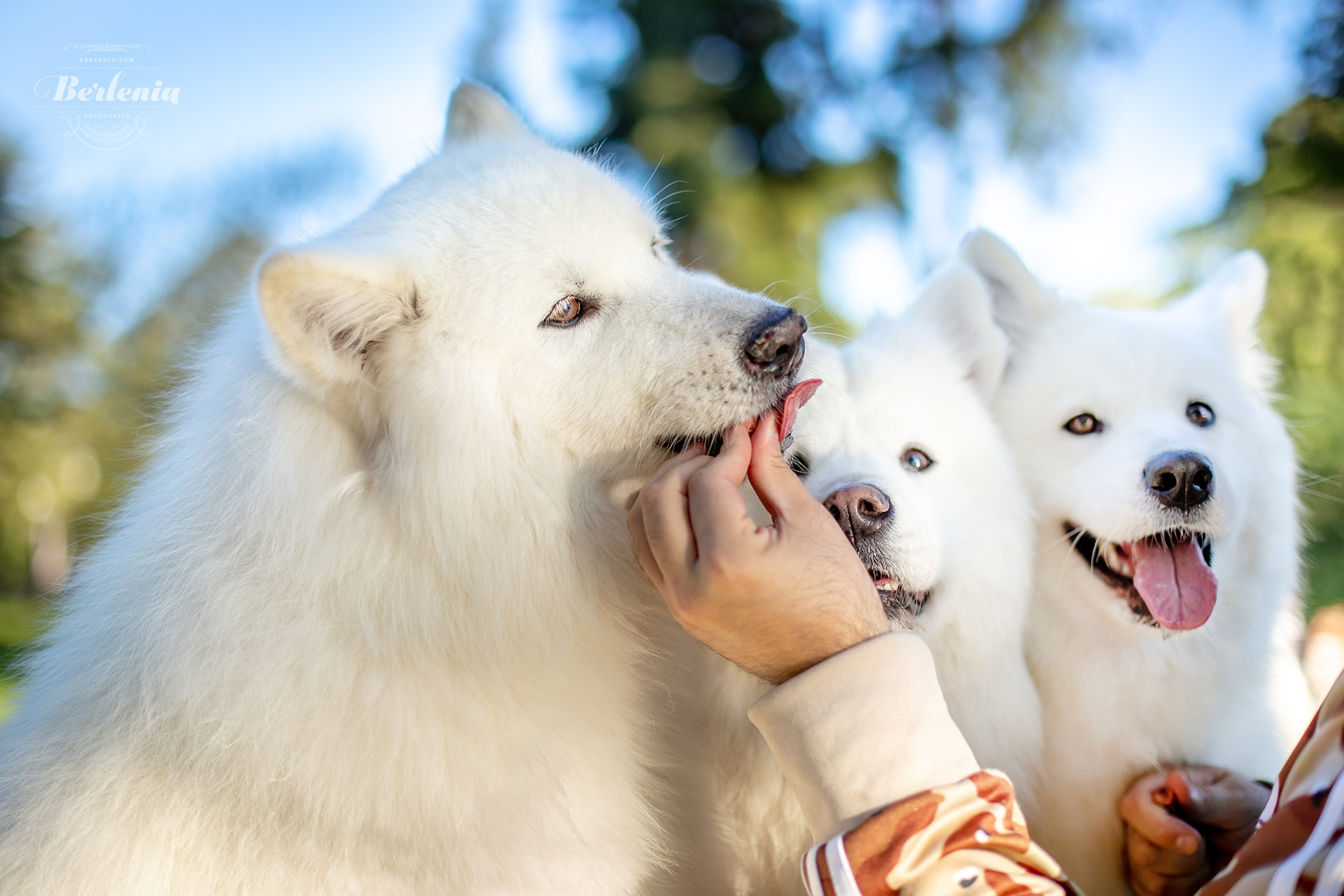 Sesión de fotos de perro samoyedo - Fotografía de mascotas - Villa Urquiza, CABA, Buenos Aires, Argentina - Berlenia Fotografía - 05