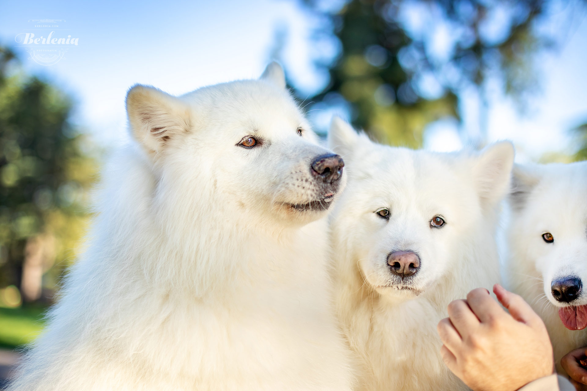 Sesión de fotos de perro samoyedo - Fotografía de mascotas - Villa Urquiza, CABA, Buenos Aires, Argentina - Berlenia Fotografía - 06