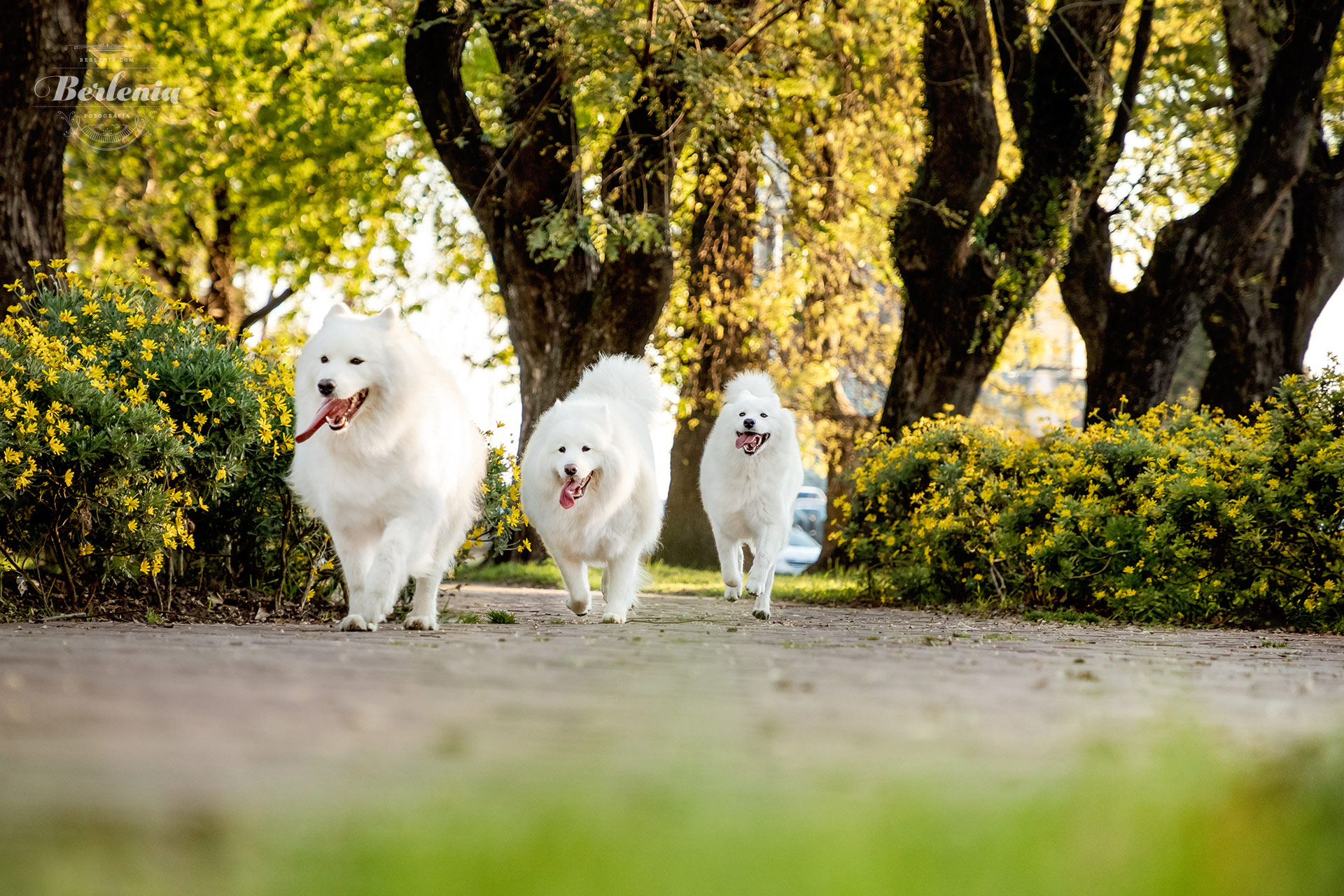 Sesión de fotos de perro samoyedo - Fotografía de mascotas - Villa Urquiza, CABA, Buenos Aires, Argentina - Berlenia Fotografía - 09