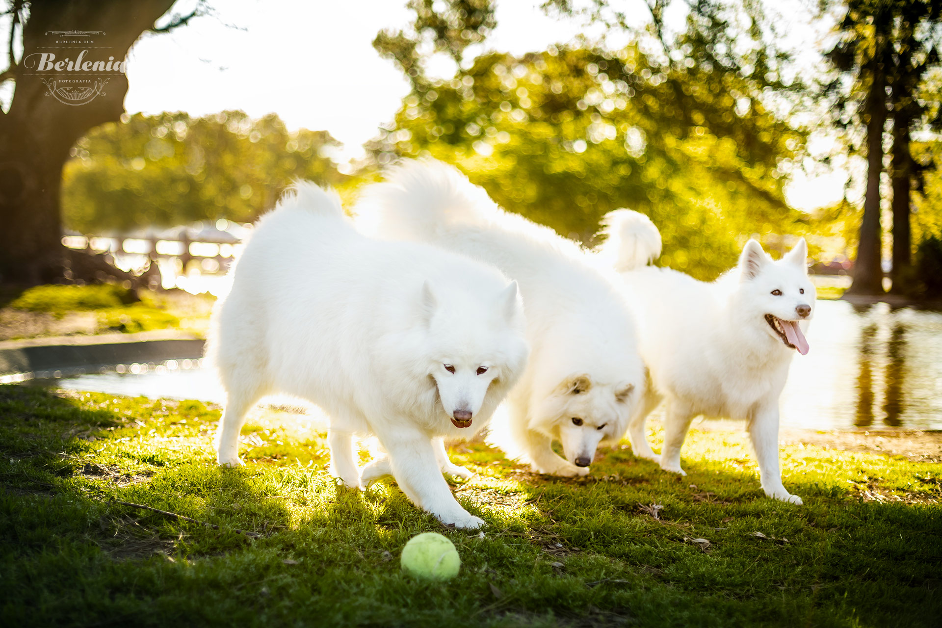 Sesión de fotos de perro samoyedo - Fotografía de mascotas - Villa Urquiza, CABA, Buenos Aires, Argentina - Berlenia Fotografía - 10