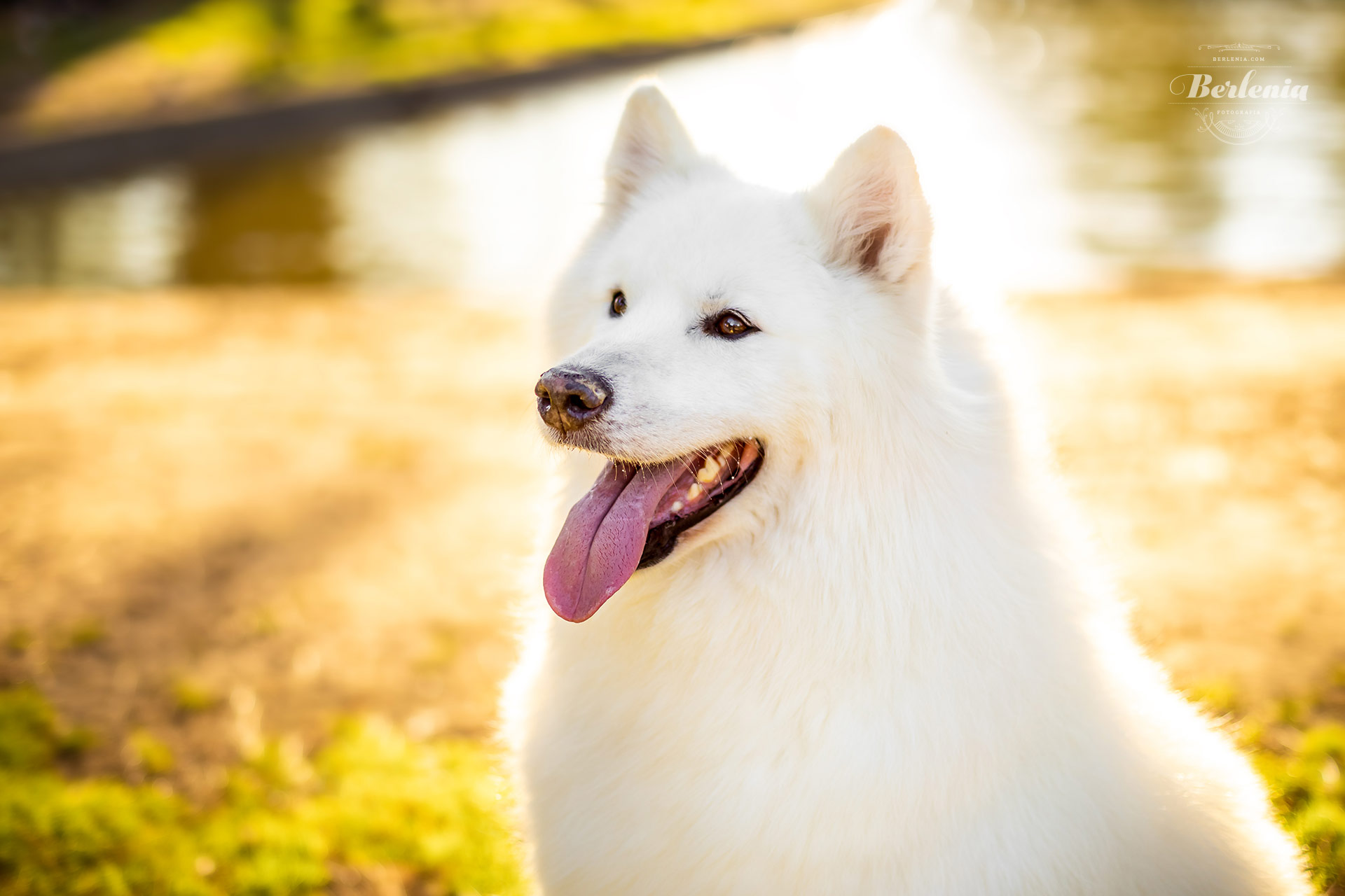 Sesión de fotos de perro samoyedo - Fotografía de mascotas - Villa Urquiza, CABA, Buenos Aires, Argentina - Berlenia Fotografía - 11