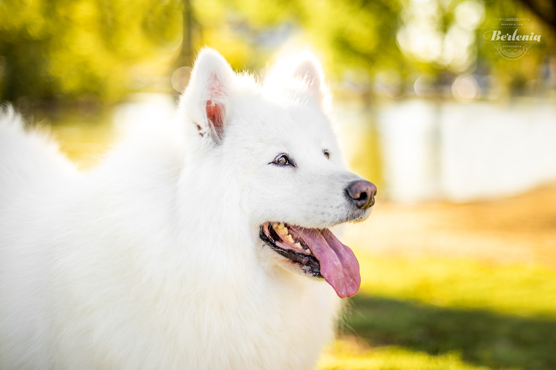 Sesión de fotos de perro samoyedo - Fotografía de mascotas - Villa Urquiza, CABA, Buenos Aires, Argentina - Berlenia Fotografía - 12