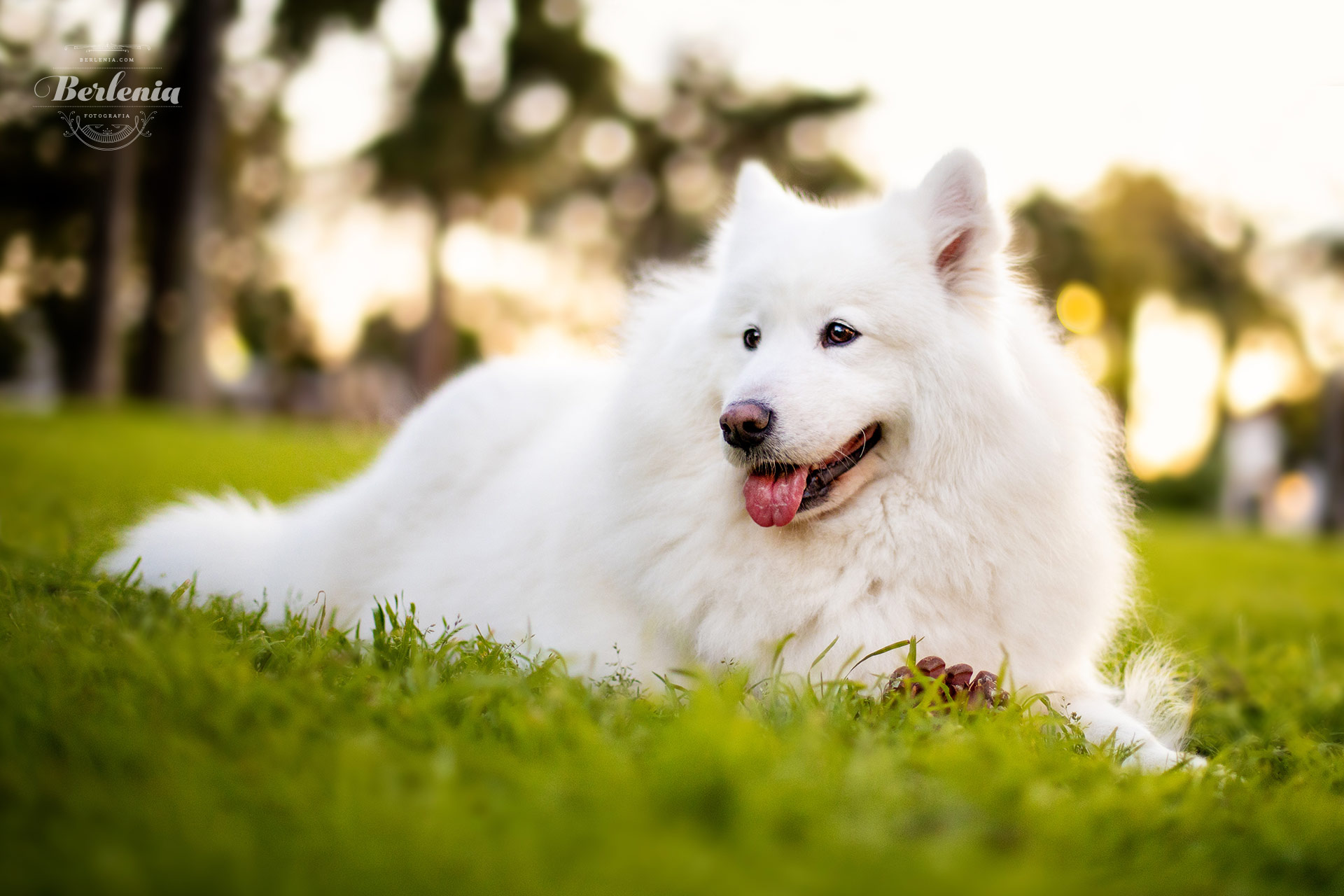Sesión de fotos de perro samoyedo - Fotografía de mascotas - Villa Urquiza, CABA, Buenos Aires, Argentina - Berlenia Fotografía - 14