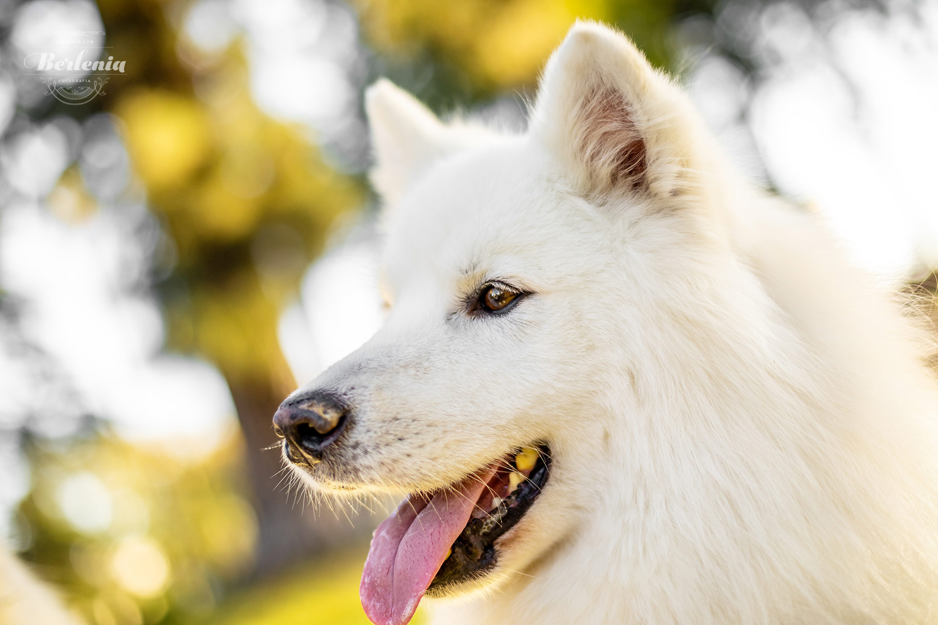 Sesión de fotos de perro samoyedo - Fotografía de mascotas - Villa Urquiza, CABA, Buenos Aires, Argentina - Berlenia Fotografía - 15
