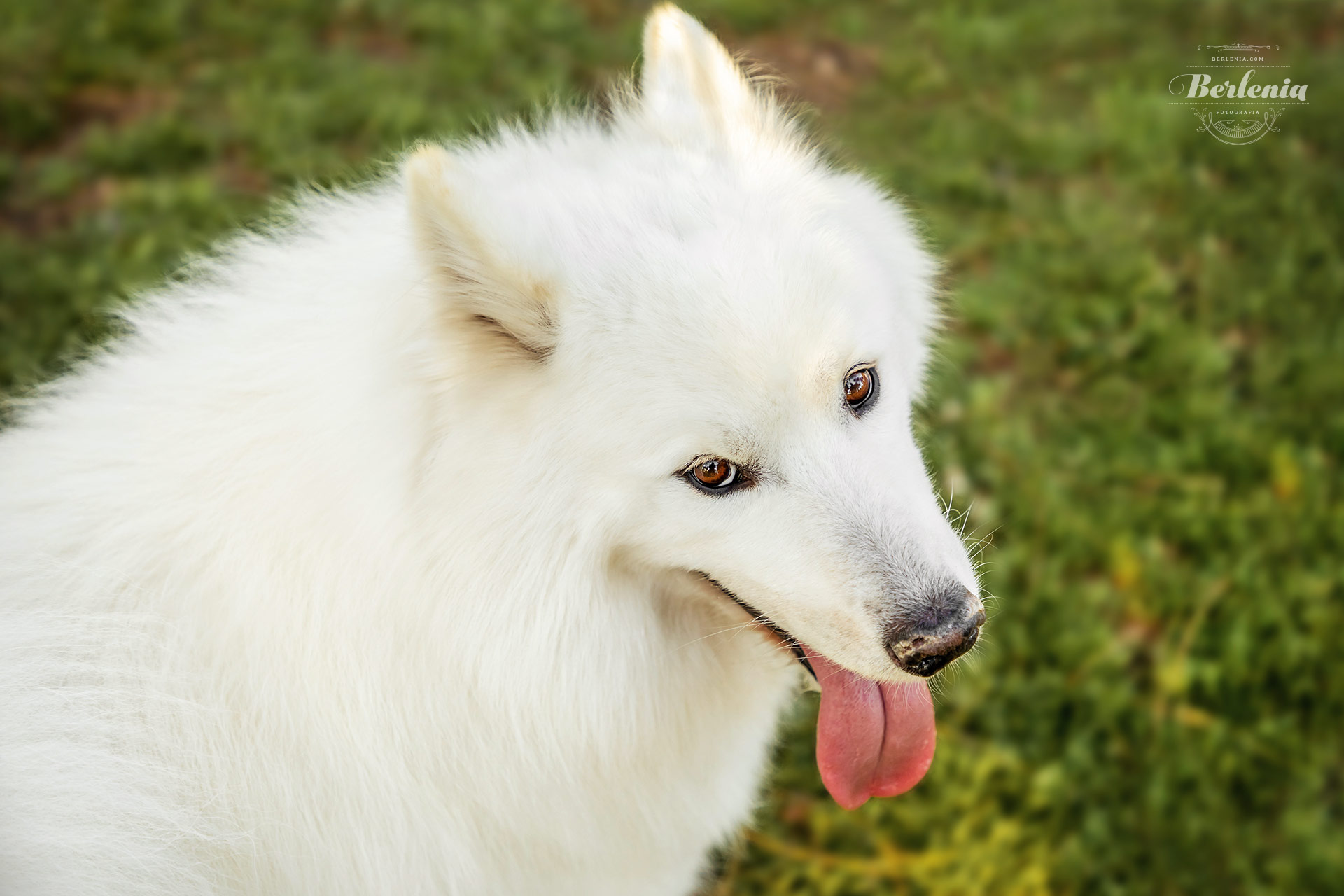 Sesión de fotos de perro samoyedo - Fotografía de mascotas - Villa Urquiza, CABA, Buenos Aires, Argentina - Berlenia Fotografía - 16