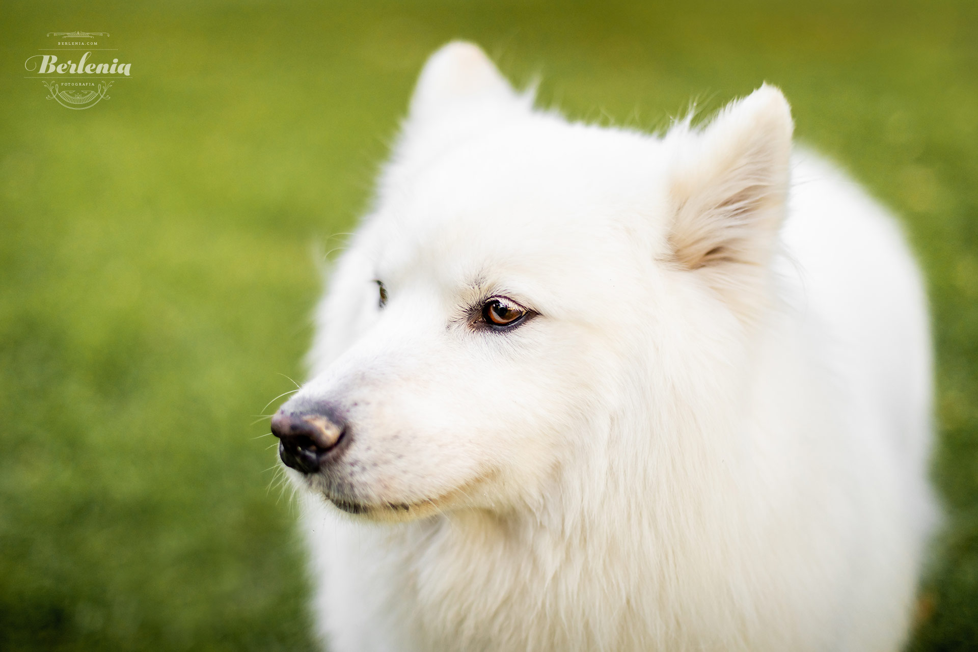 Sesión de fotos de perro samoyedo - Fotografía de mascotas - Villa Urquiza, CABA, Buenos Aires, Argentina - Berlenia Fotografía - 17