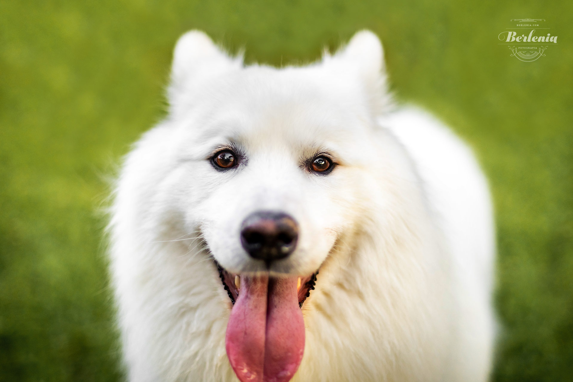 Sesión de fotos de perro samoyedo - Fotografía de mascotas - Villa Urquiza, CABA, Buenos Aires, Argentina - Berlenia Fotografía - 18