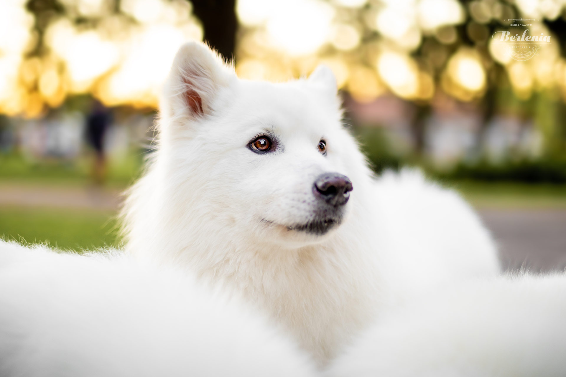 Sesión de fotos de perro samoyedo - Fotografía de mascotas - Villa Urquiza, CABA, Buenos Aires, Argentina - Berlenia Fotografía - 20