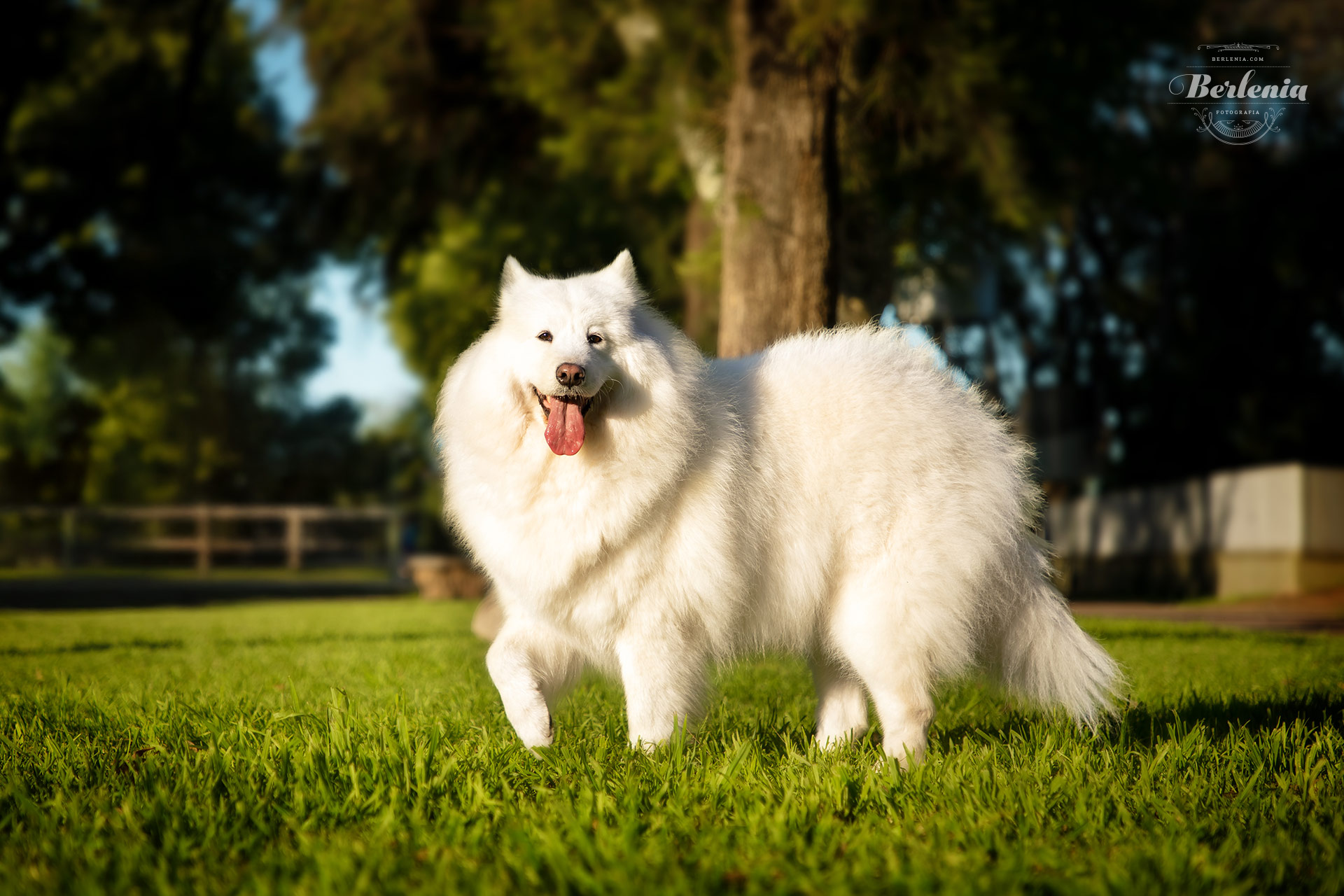 Sesión de fotos de perro samoyedo - Fotografía de mascotas - Villa Urquiza, CABA, Buenos Aires, Argentina - Berlenia Fotografía - 21