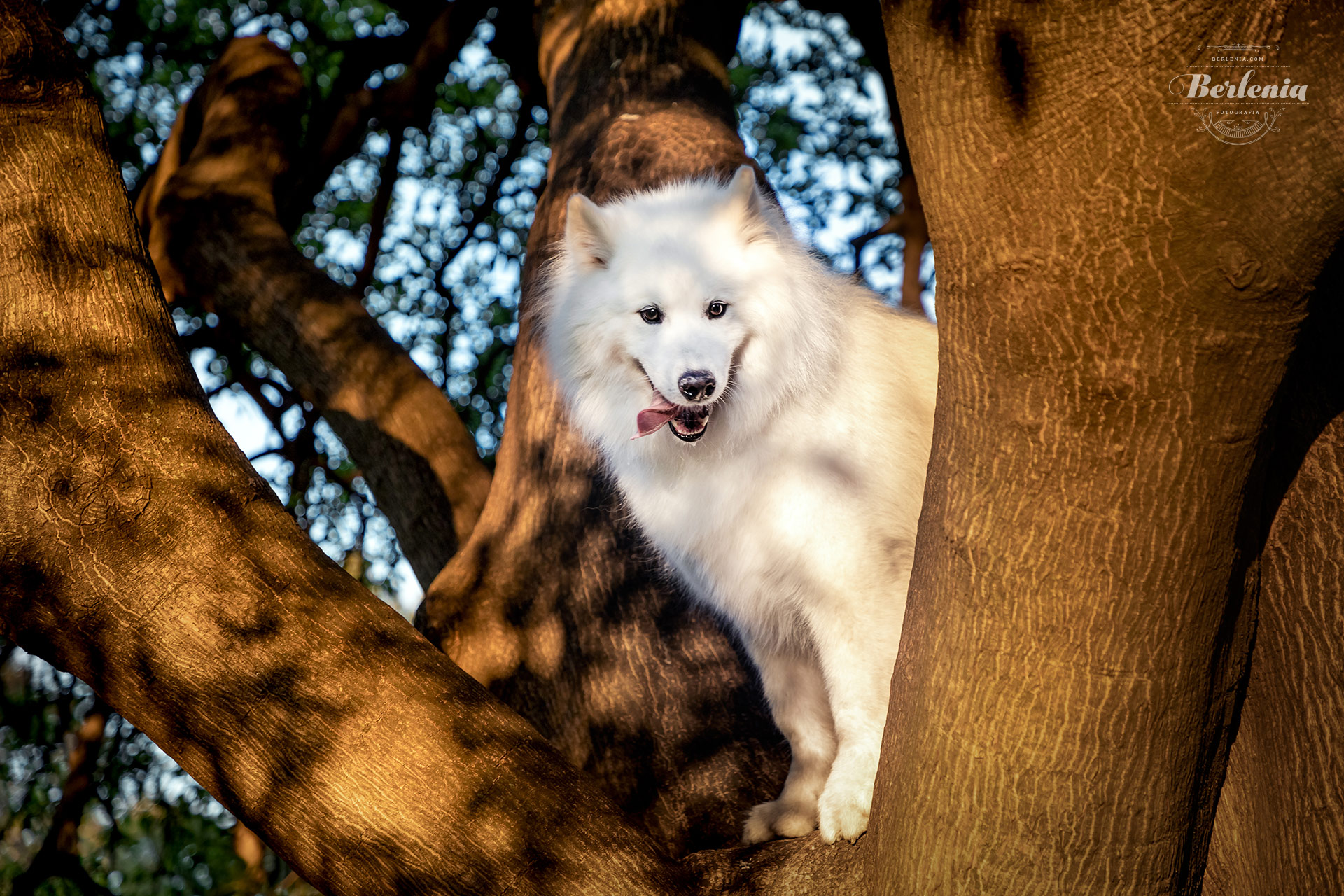 Sesión de fotos de perro samoyedo - Fotografía de mascotas - Villa Urquiza, CABA, Buenos Aires, Argentina - Berlenia Fotografía - 22