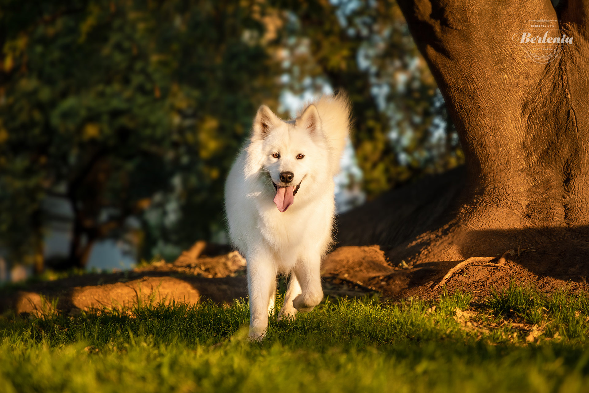 Sesión de fotos de perro samoyedo - Fotografía de mascotas - Villa Urquiza, CABA, Buenos Aires, Argentina - Berlenia Fotografía - 23